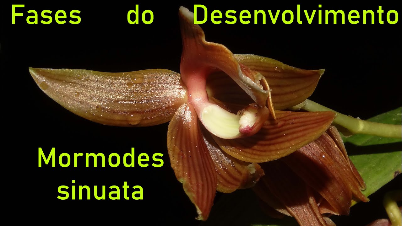 Fases do Desenvolvimento do Mormodes sinuata