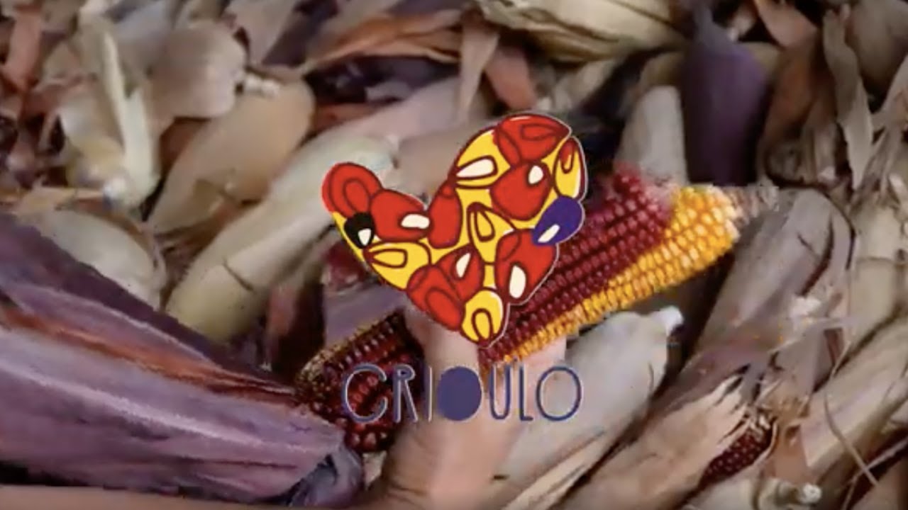MILHOS CRIOULOS E O MOINHO DE PEDRA - PROJETO CRIOULO | MATO NO PRATO
