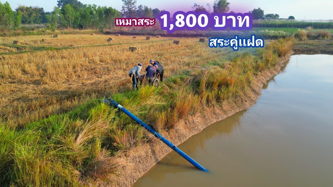 เหมาสระ 1,800 บาท สระคู่เเฝด ถล่มฝูงปลาหลด / บ้านนอก EP.835