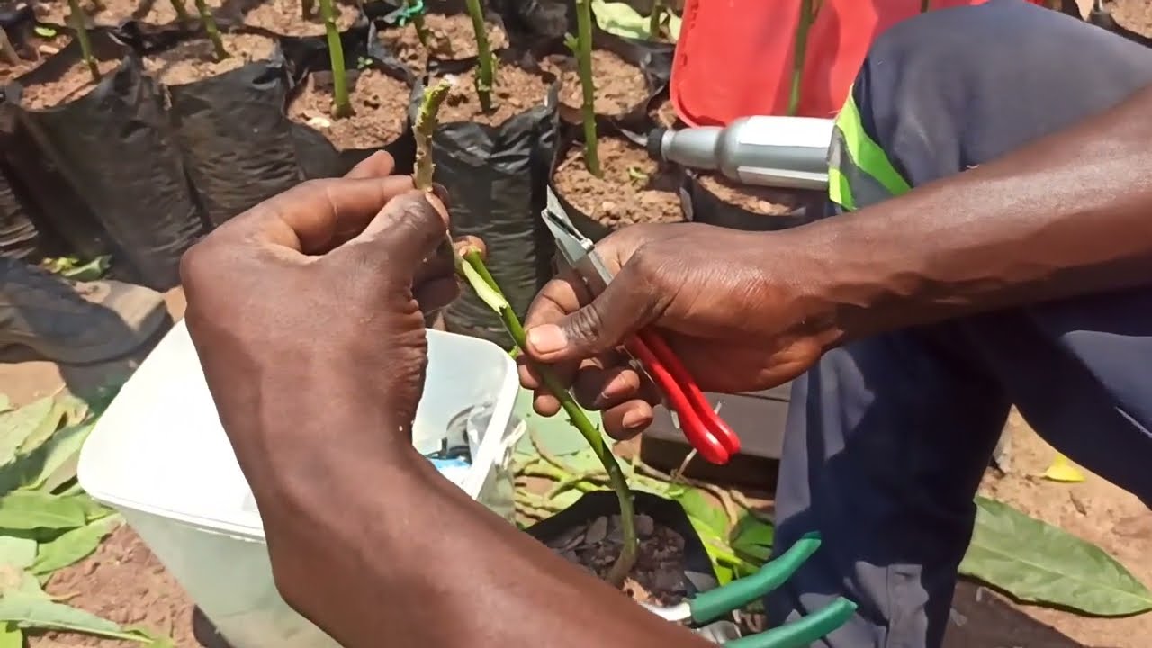 Garfting a Avocado Tree Zambia