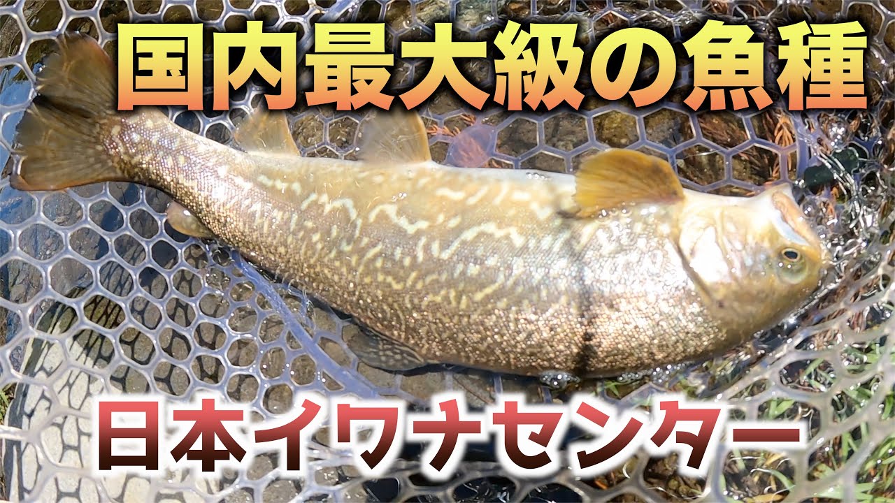 国内最大級の魚影の濃さ【日本イワナセンター】管理釣り場へ！初めての魚種に出会う