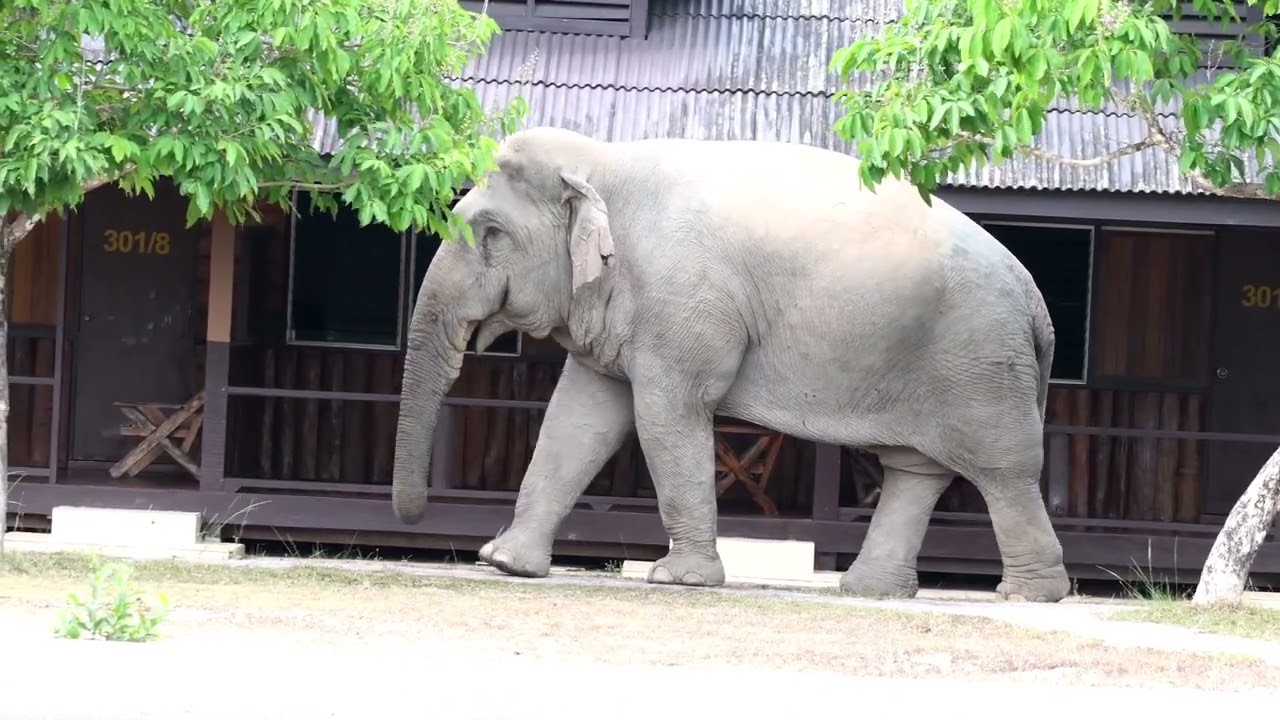 พี่เดี่ยวมาเยี่ยมบ้าน ความสำราญย่อมบังเกิด