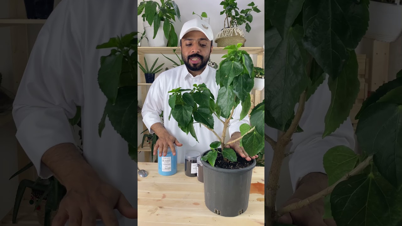 شرح طريقة تسميد الاشجار و النباتات