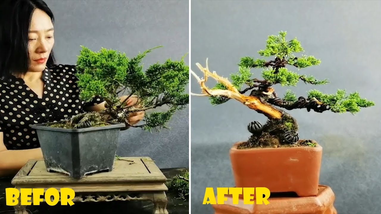 How to bend a bonsai - great bonsai bending skills #220