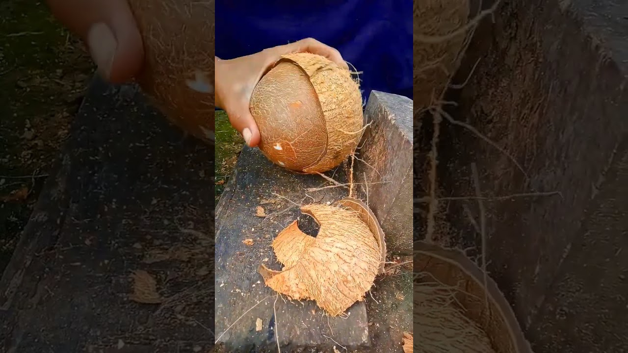 Opening a dry coconut from its shell