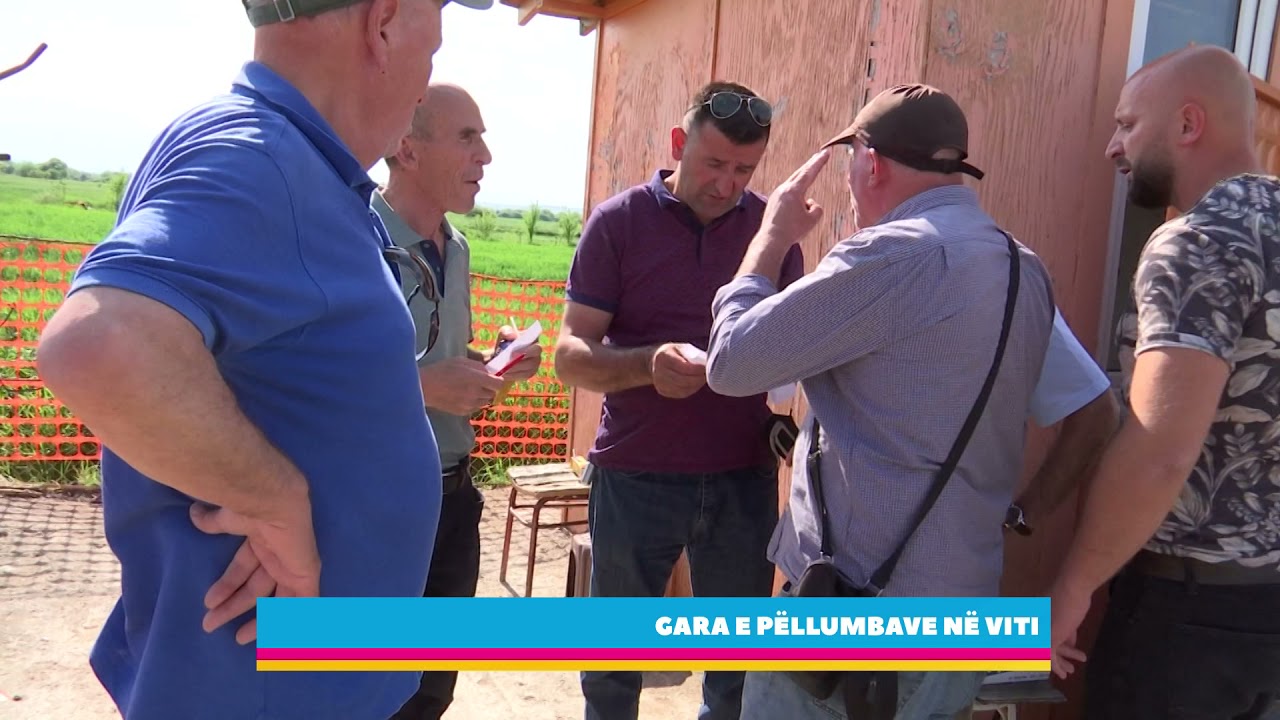 Gara e pëllumbave në Viti