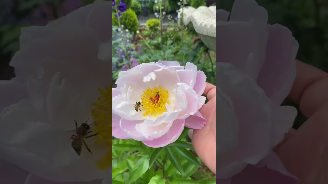 Прогулка по саду. 🌺