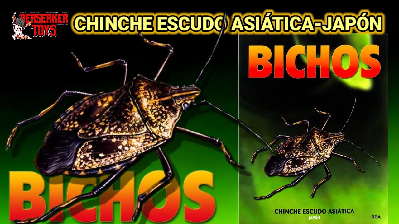CHINCHE ESCUDO ASIÁTICA - JAPÓN -BICHOS RBA - COLECCIÓN DE INSECTOS Y ARÁCNIDOS RBA FASCÍCULO #66
