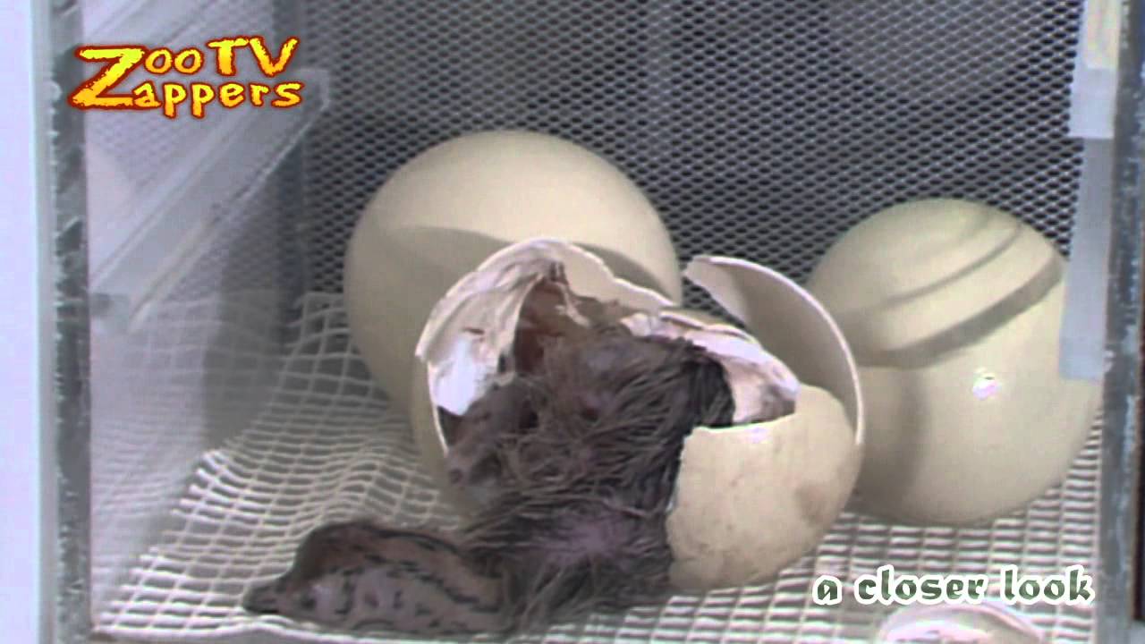 Wild Peers: Struisvogel kruipt uit ei - Birth of an Ostrich