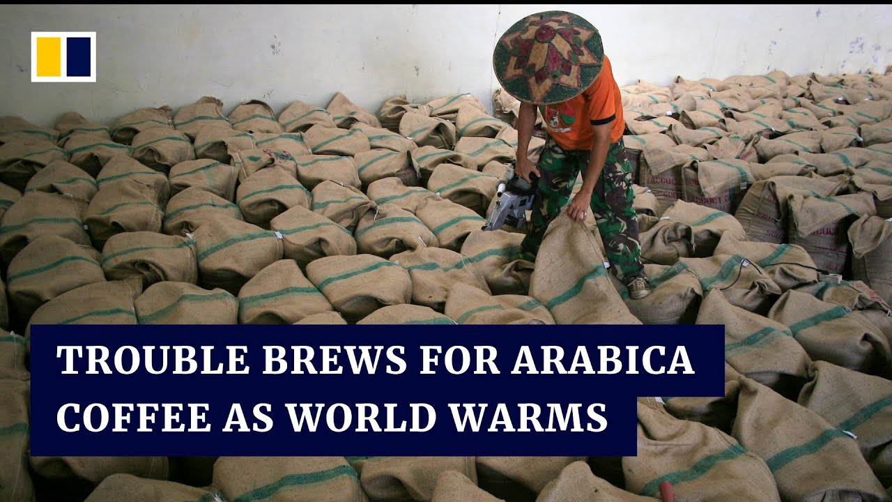 Vietnam primes &lsquo;bitter&rsquo; robusta to take over popular arabica coffee in a warming world