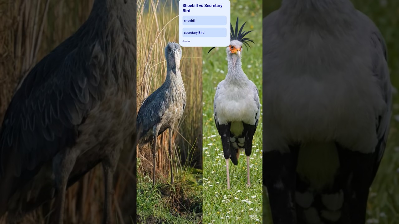 Shoebill vs Secretary Bird 🐦🔥 Who Wins? #comparison