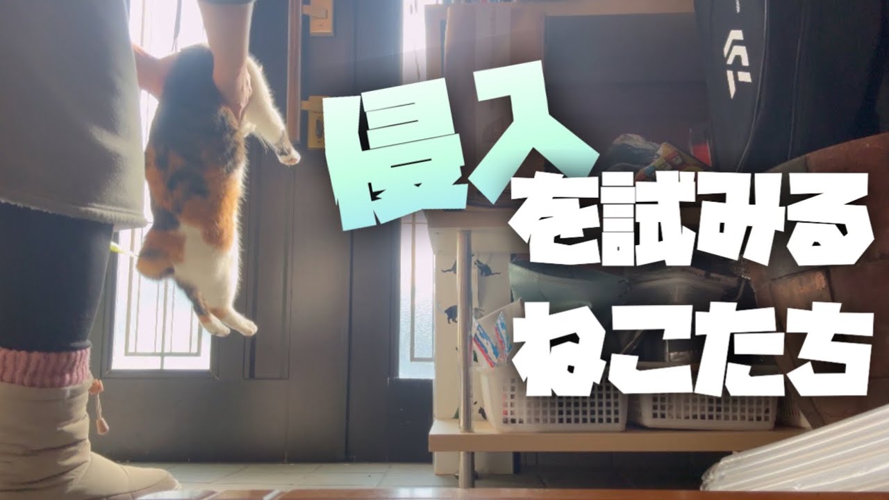 【地域猫】隙をついて入りこみ、オヤツをもらうまで帰らないお昼のエンドレスルーティン