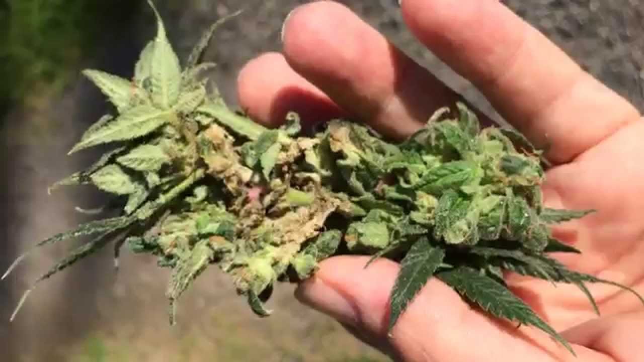 Moldy Weed