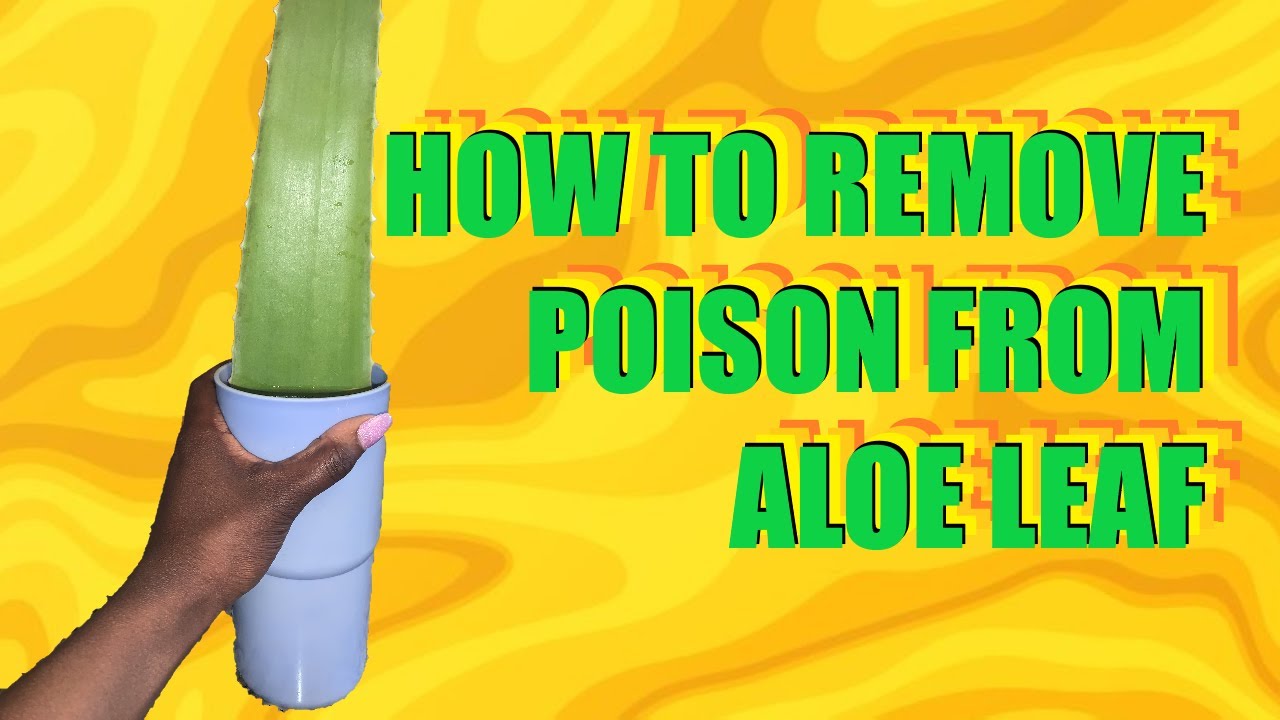 How to Remove Poison From Aloe Vera | SKIN TIME TV with Ashley Sutton