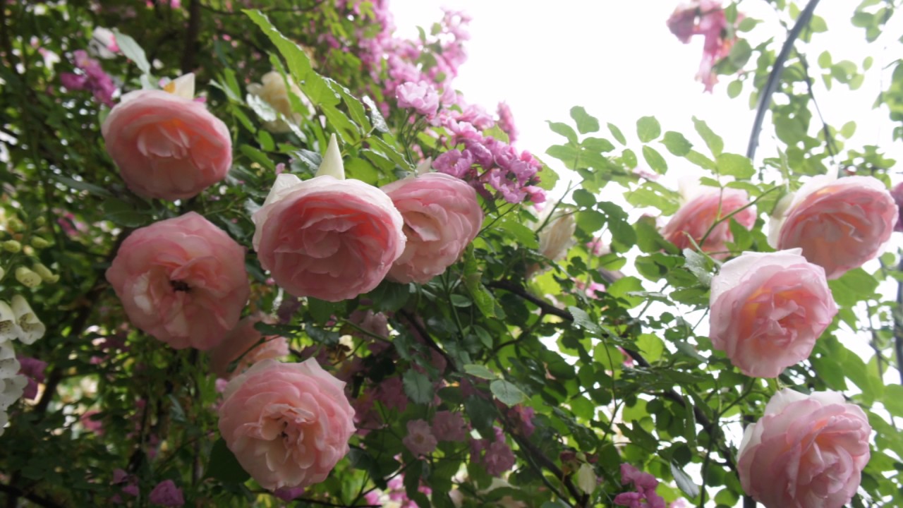 薔薇が大好き　私の庭　2017年5月