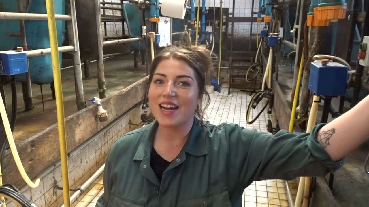 Een hulpje tijdens het melken, de rust in stal bij de vleeskoeien  -   Koeienvlog #13