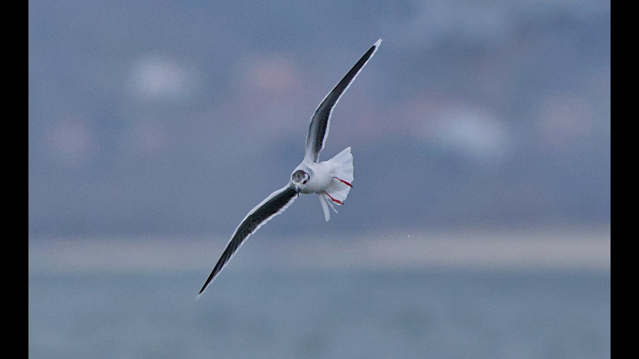 Gaviota enana Ría de Vigo
