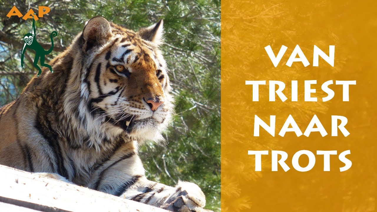 De transformatie van tijger Suzu - Stichting AAP