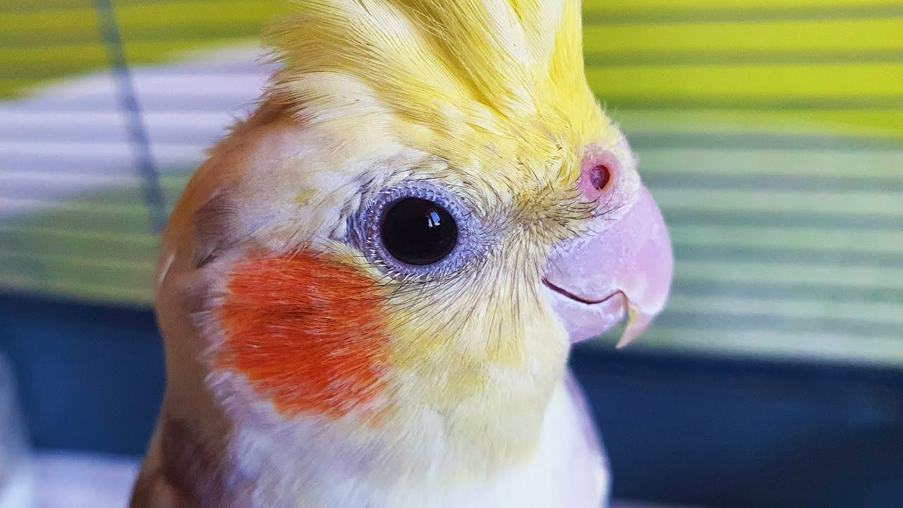 Parrot Cockatiel Singing (Nymphicus Hollandicus)