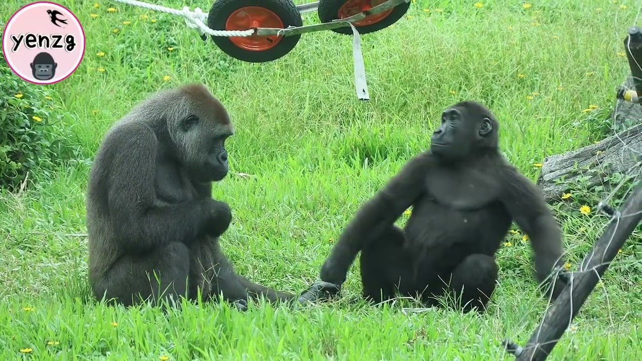 Energetic Gorilla Ringo made quick moves,swing down the perch|Jabali,Tayari金剛猩猩Ringo盪落地,忙著找JT玩
