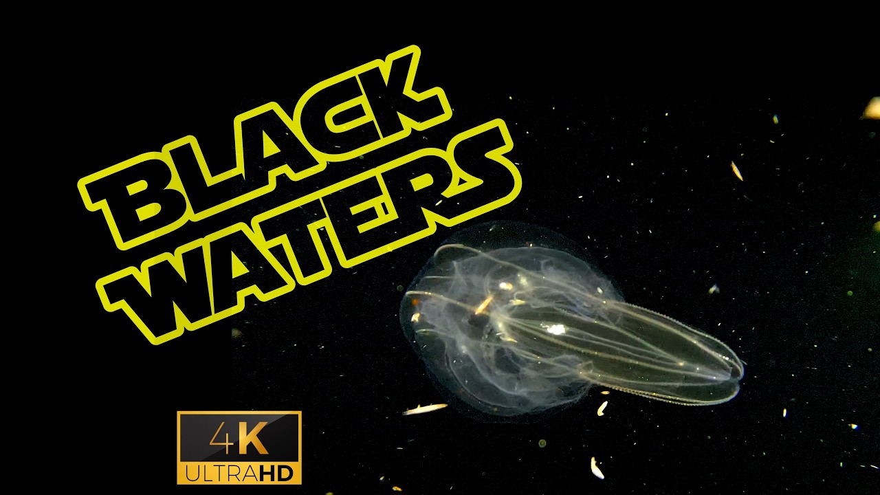 Black Waters: Drifting Through Space in the Open Ocean | Blackwater | Myanmar Dive Expedition (4K)