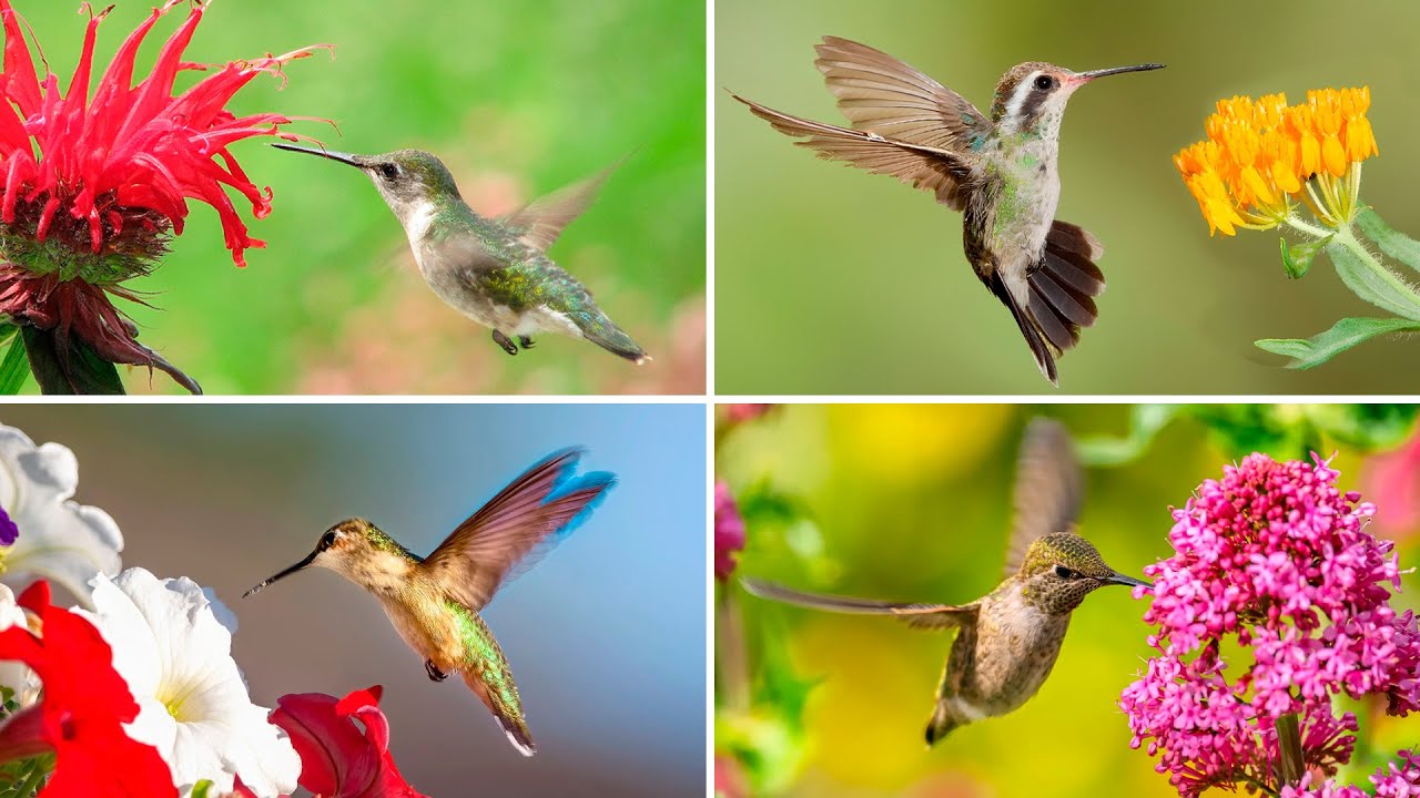 10 FLORES que ATRAEN a los COLIBRÍES a tu JARDÍN