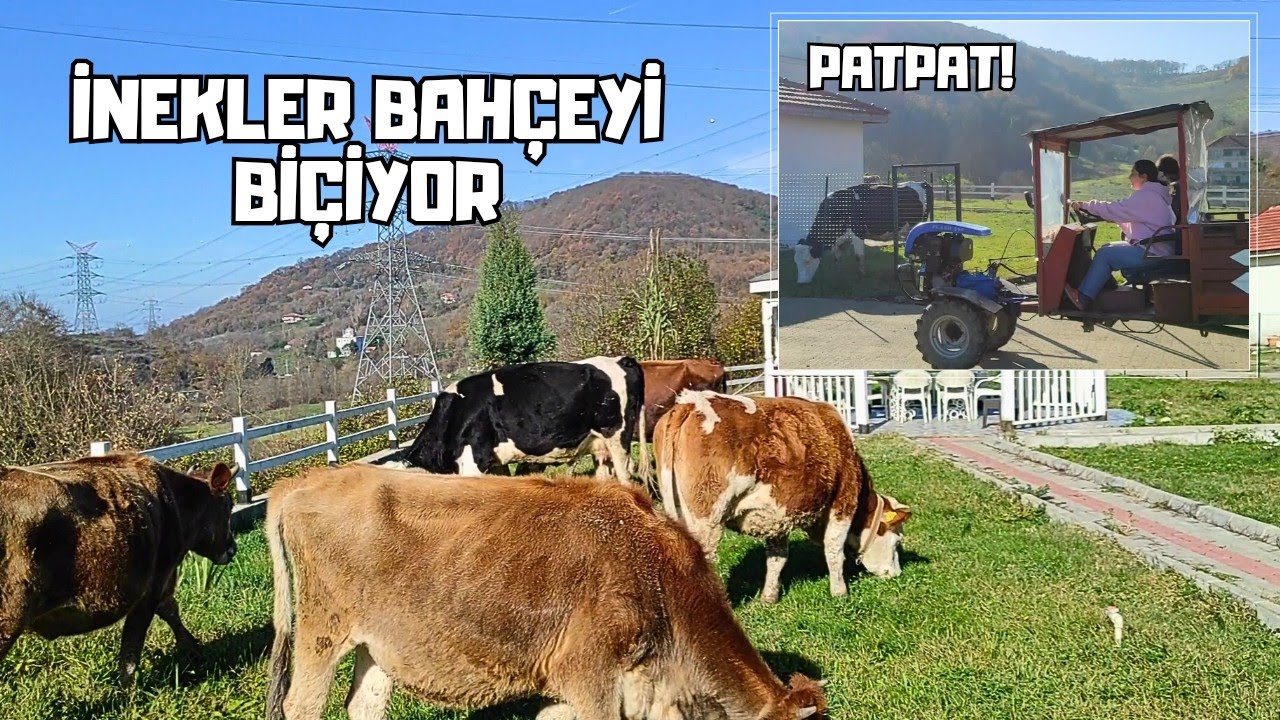 İnekleri Evin Bahçesine Aldık | Samanlarımız Geldi