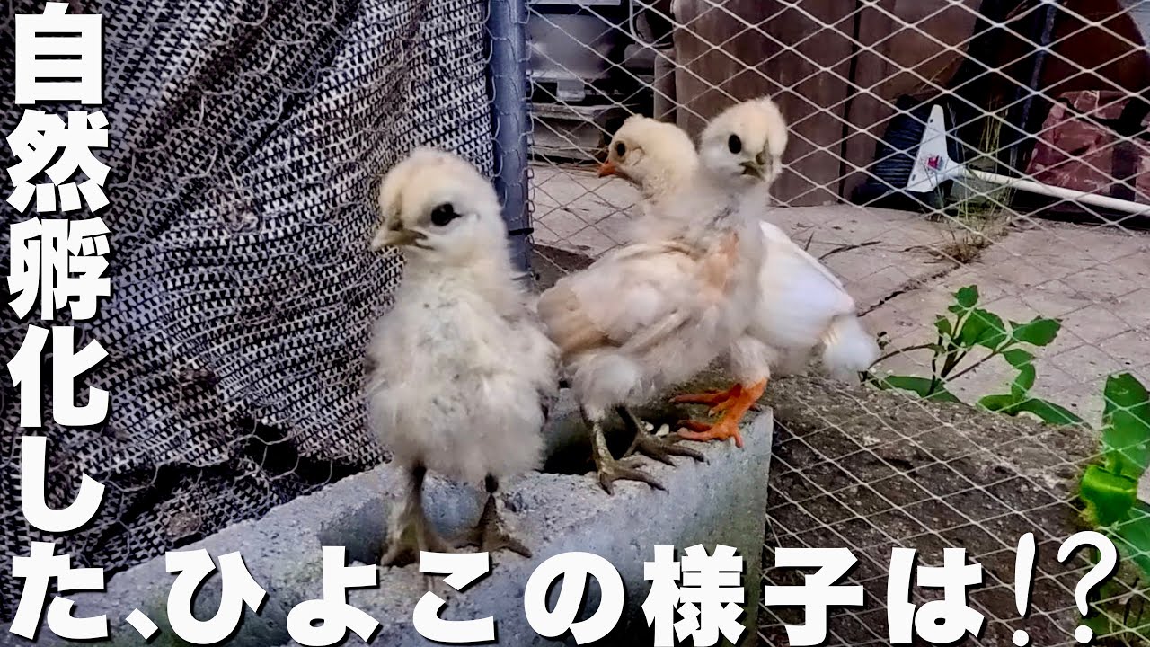 いつの間にか自然孵化していたヒヨコたちはどうなった！？