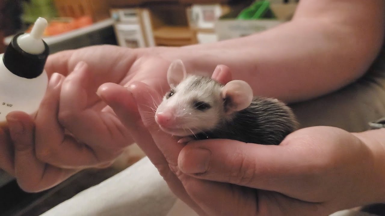 Caring For an Orphaned Baby Virginia Opossum Part 1