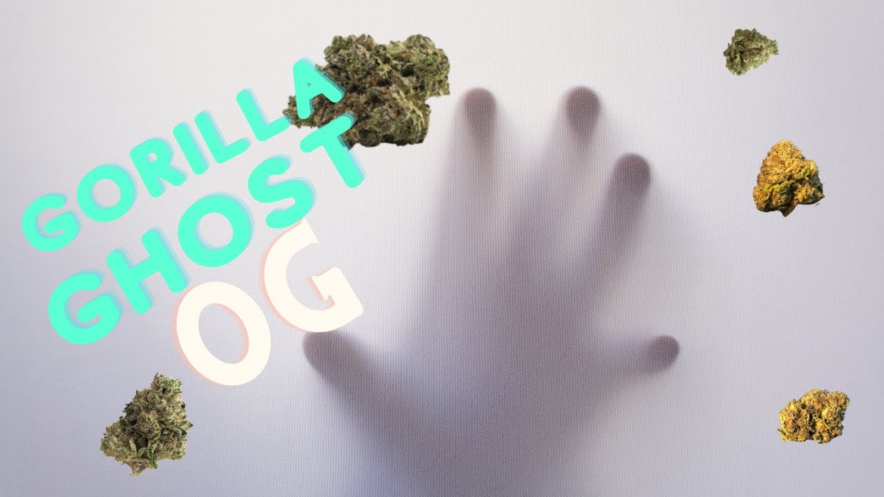 GORILLA GHOST OG! QUICK STRAIN REVIEW! GORILLA GLUE X GHOST OG!