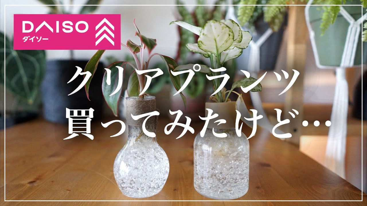 ダイソー「クリアプランツ」買ってみた｜アグラオネマ｜vlog