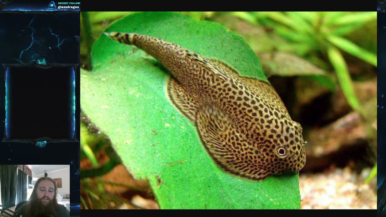 Fish Friday #170 - Chinese Hillstream Loach