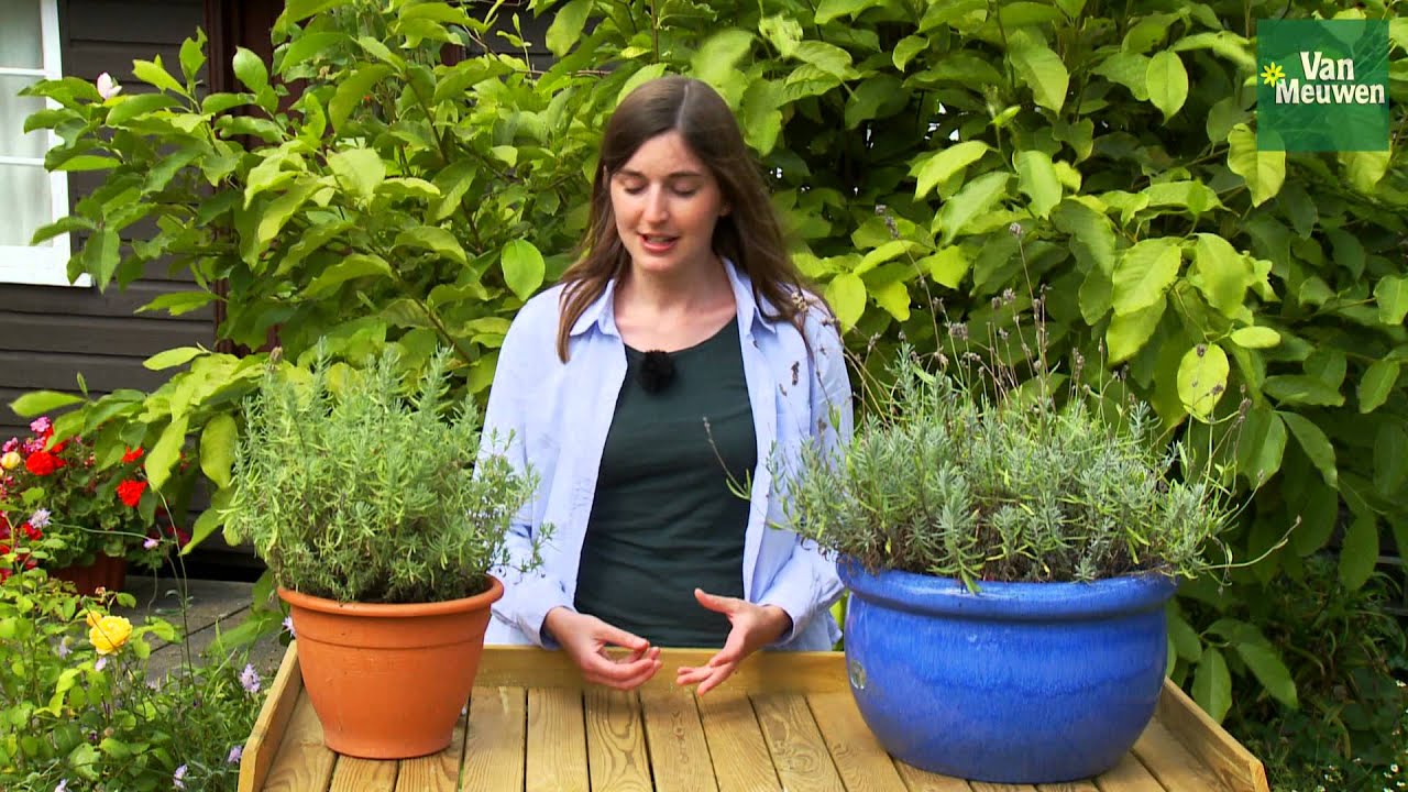 How to prune Lavender plants with Van Meuwen
