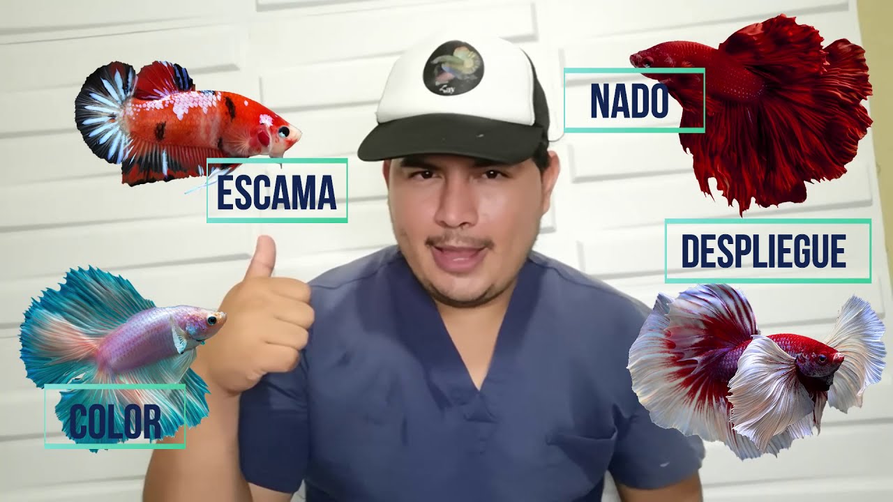¿Como saber que mi pez betta esta enfermo?