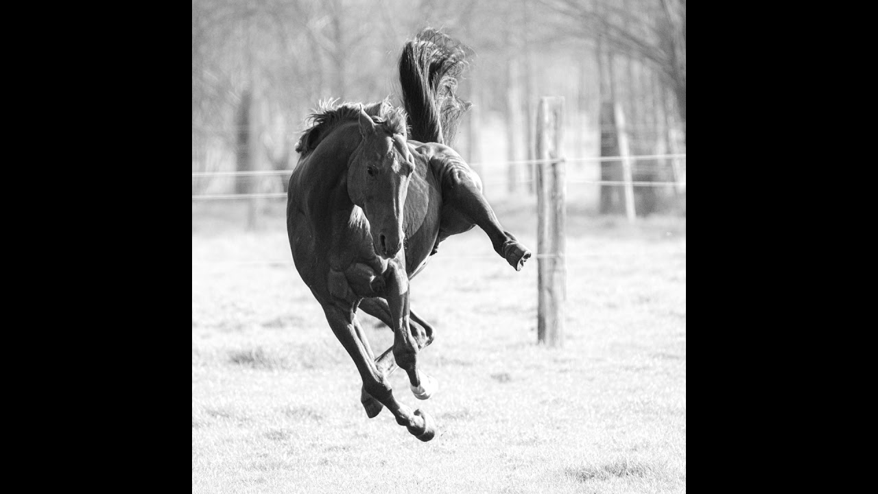 🐎 Dressage • La souplesse et la force vers la puissance