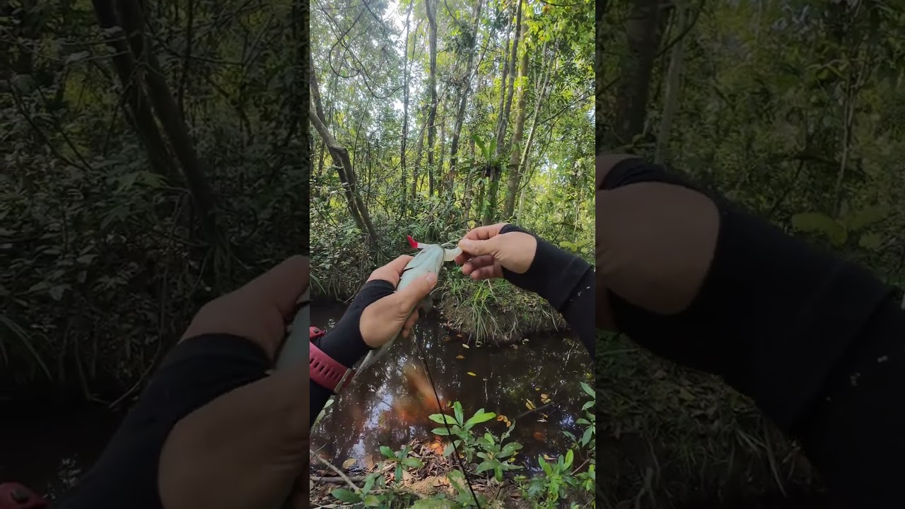 Casting haruan tapi dapat ikan rare di bulan puasa