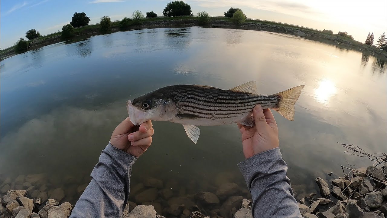 Chasing Stripers & Successfully Found The Bite On The Sacramento River