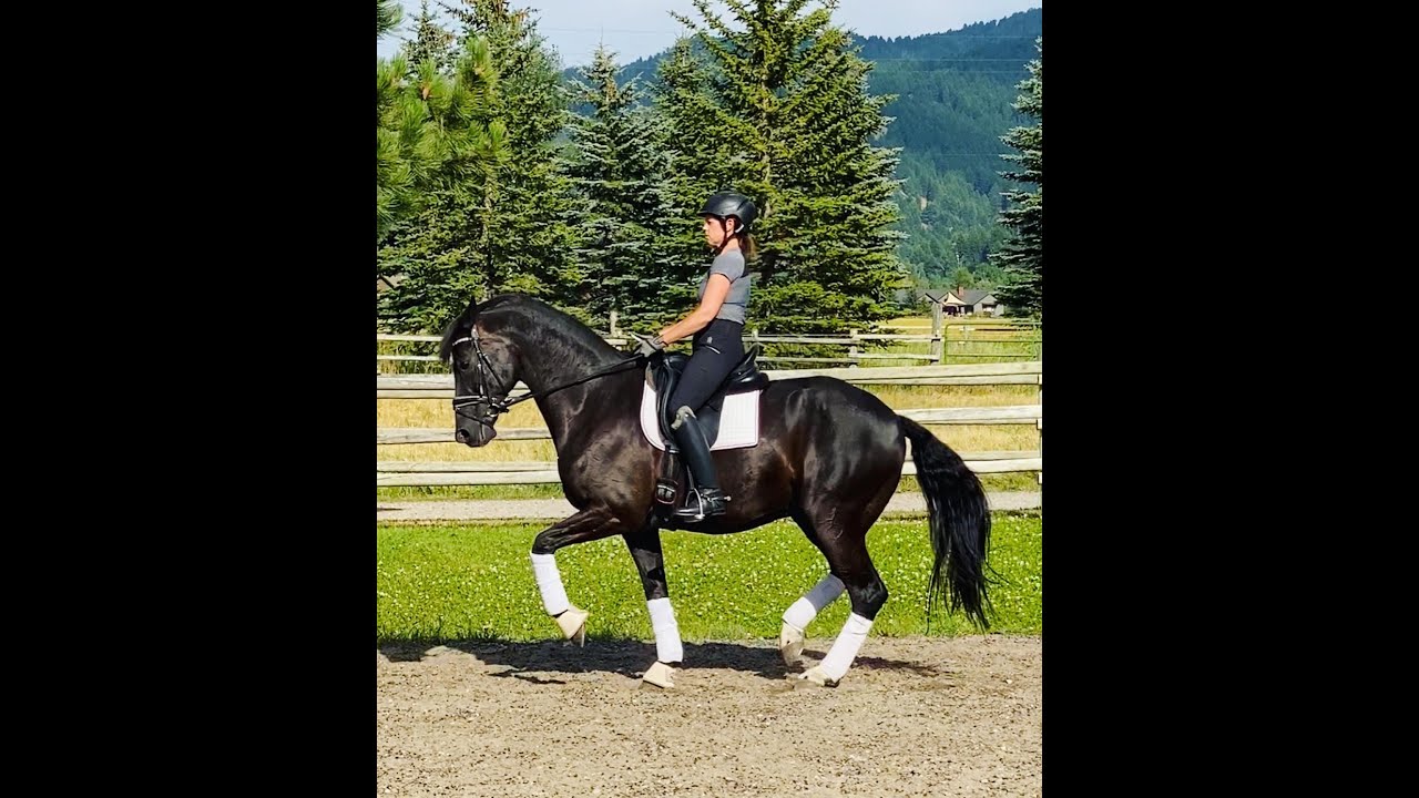 Grand Prix Dressage: Delano DG & Mary Forck - Career Highlights