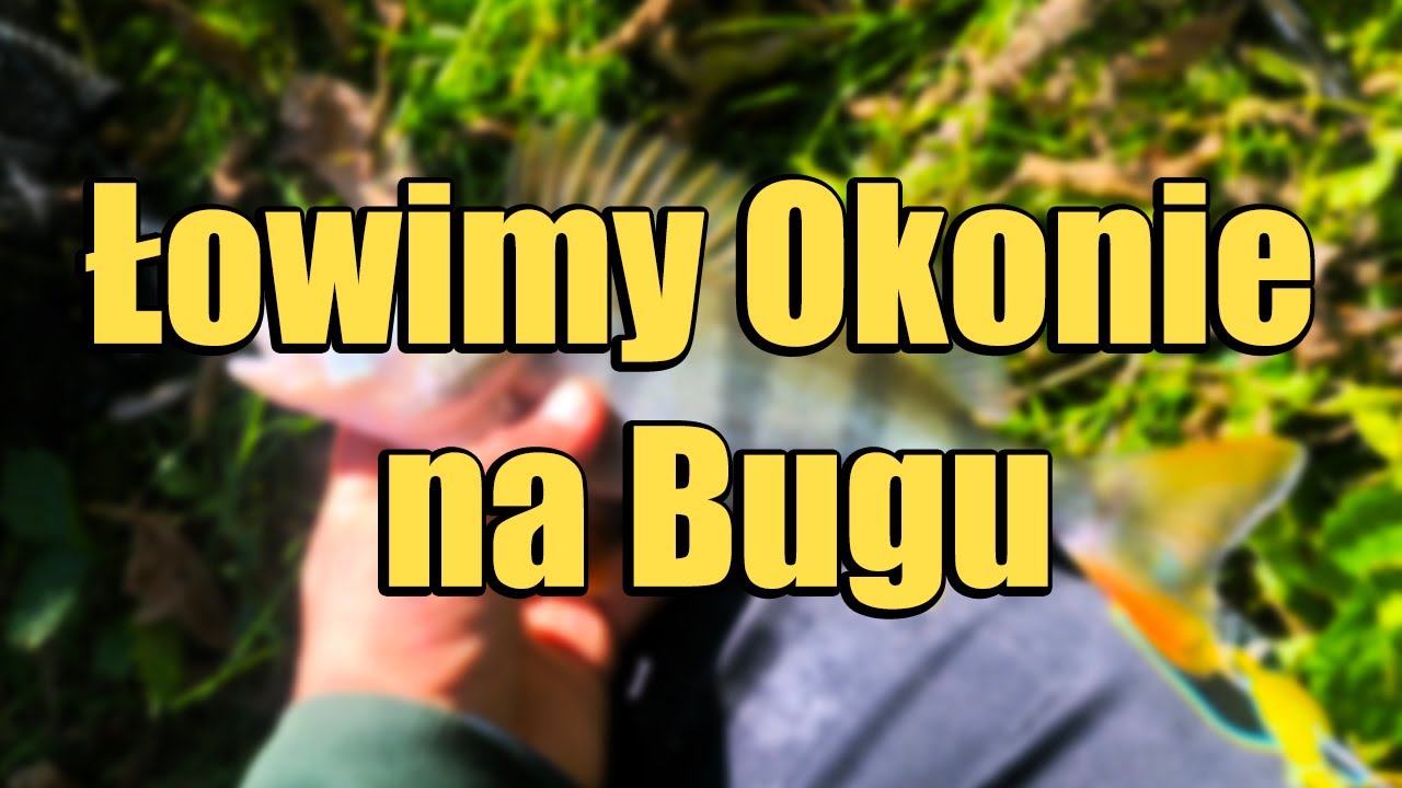 ŁOWIMY OKONIE NA BUGU !!