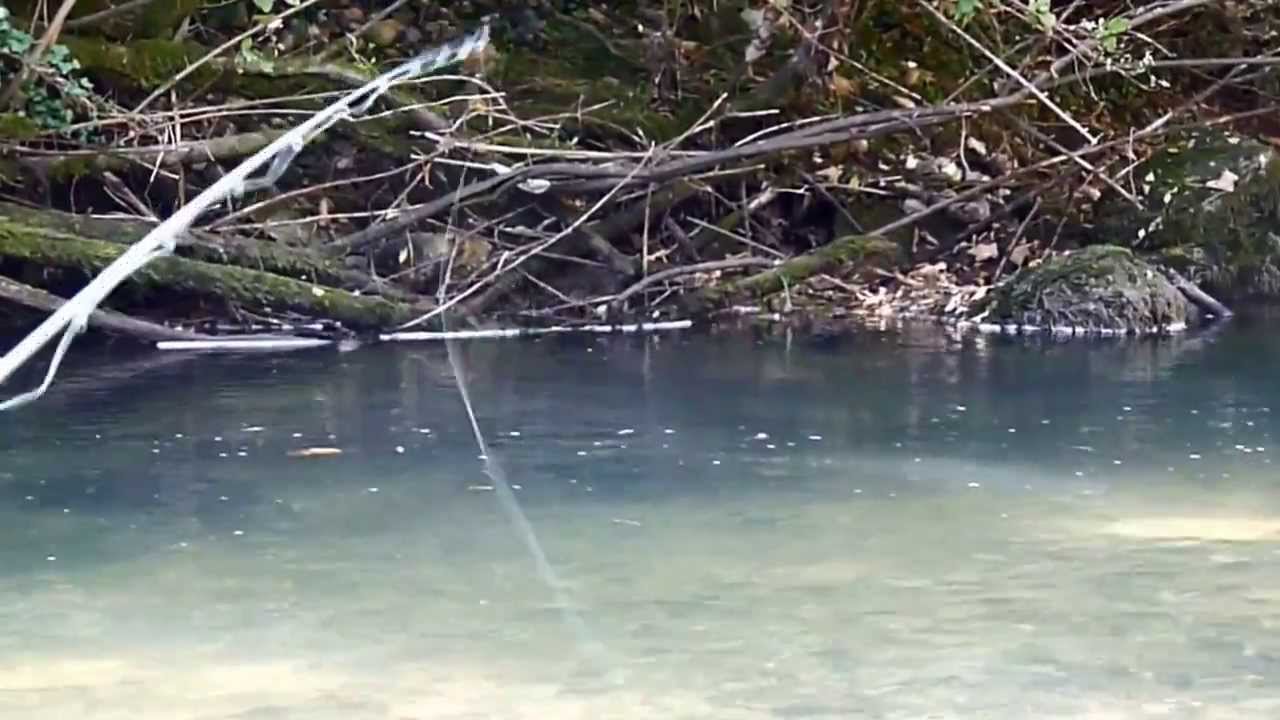 Pêche à la mouche séche sur le Guiers mort - Partie 1