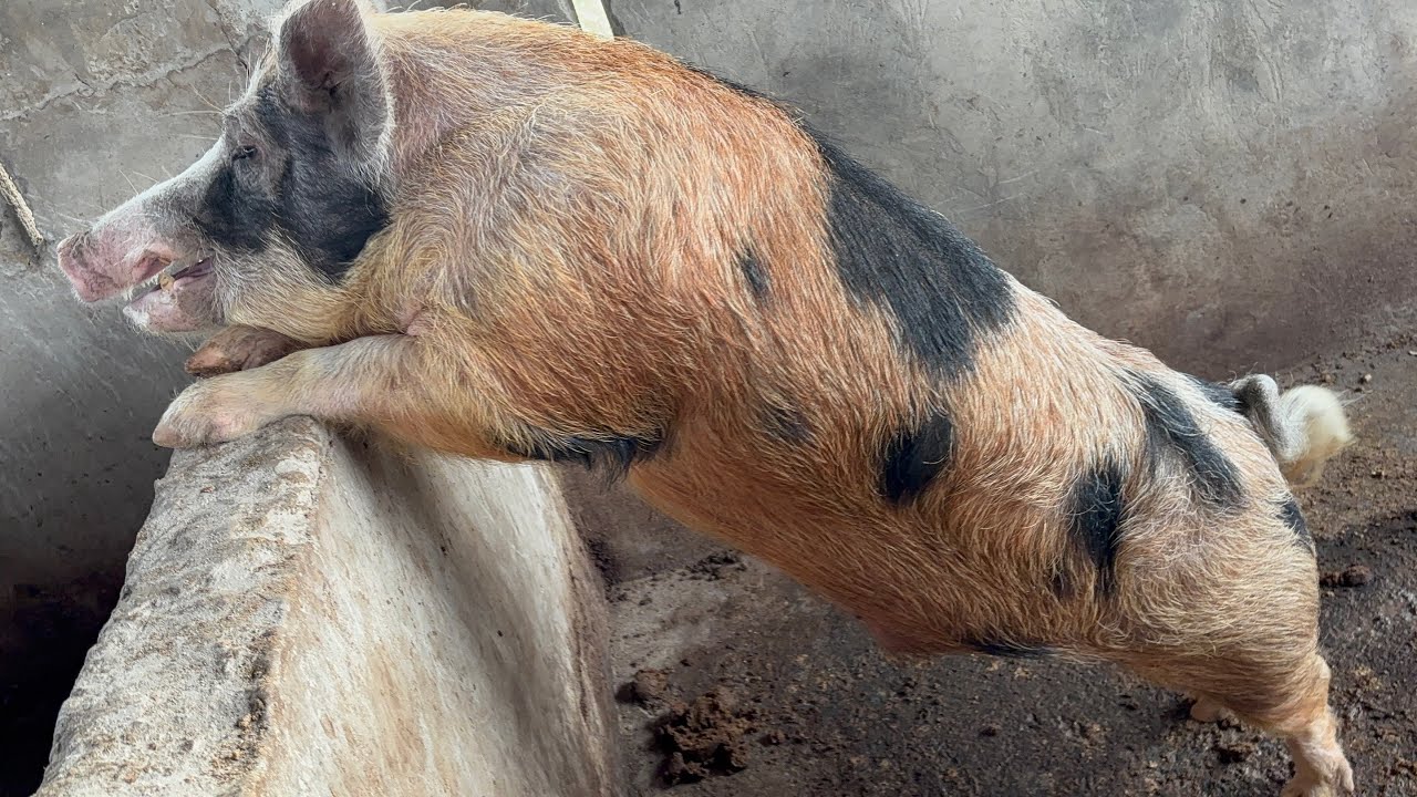 DEPUIS LONDRES ELLE INSTALLE ANGEL FARM  A N'SELE KINDOBO