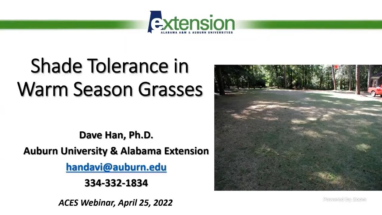 Shade Tolerance in Warm Season Grasses