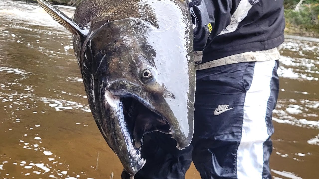 Captura salmon chinook 15kl Río Caleta Seno Otway (Punta Arenas). 