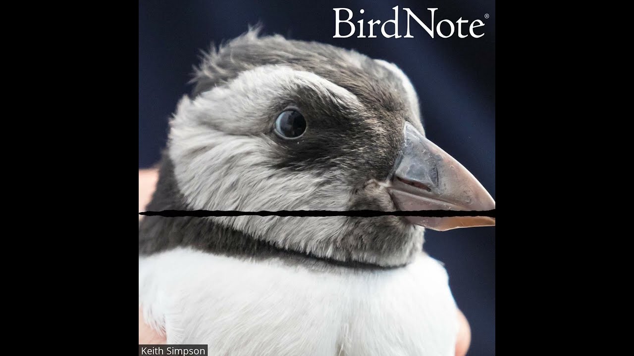 Puffling Patrol