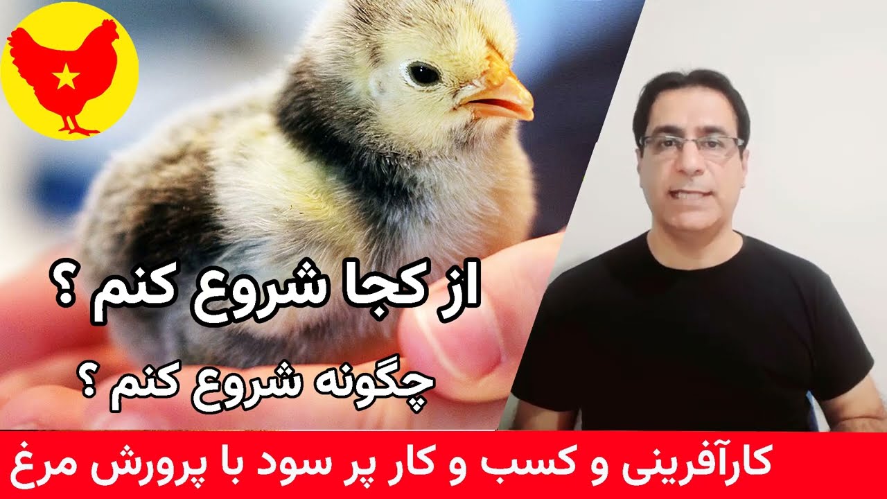 پرورش مرغ را از کجا شروع کنم