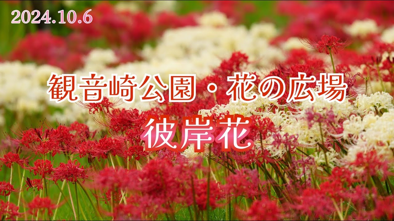 紅白の彼岸花｜観音崎公園・花の広場（横須賀市）2024年10月6日(日)【黒いアゲハ蝶が舞っていました】