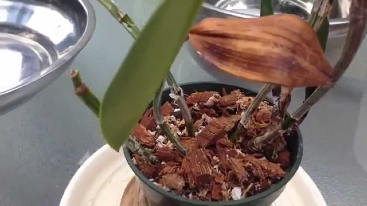 FernCrafts: Orchid Update - Dying Cattleya!! - Aug, 2014