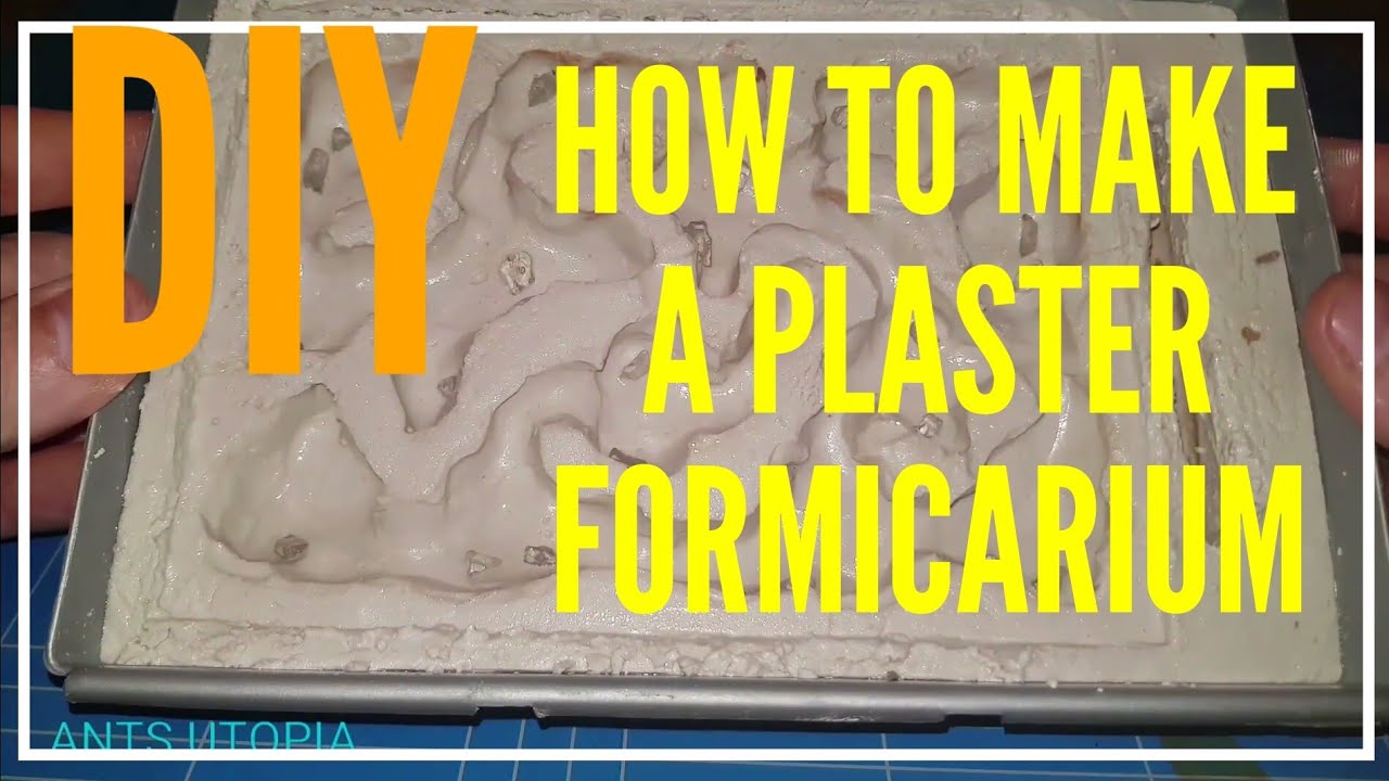 💡DIY👍| HOW TO MAKE A PLASTER FORMICARIUM