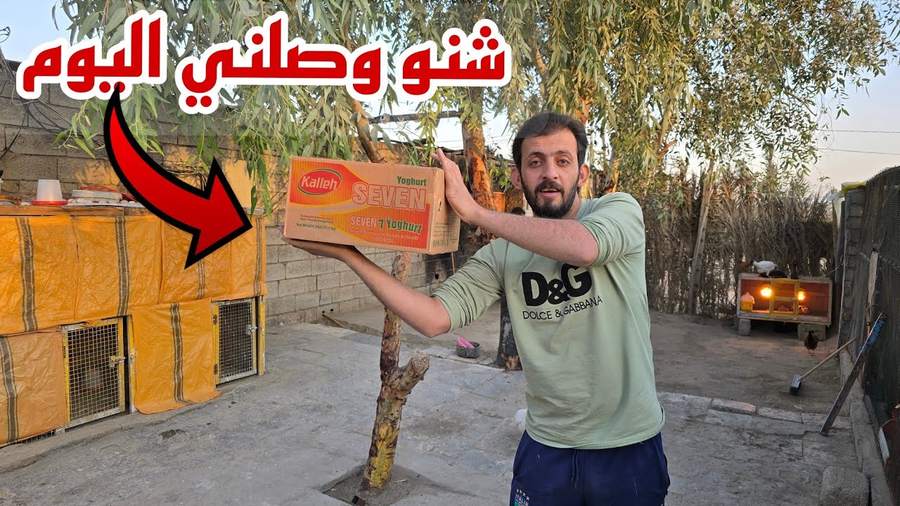 وصل شي جديد المزرعه صار عدنه تفقيس الوان مميزه 