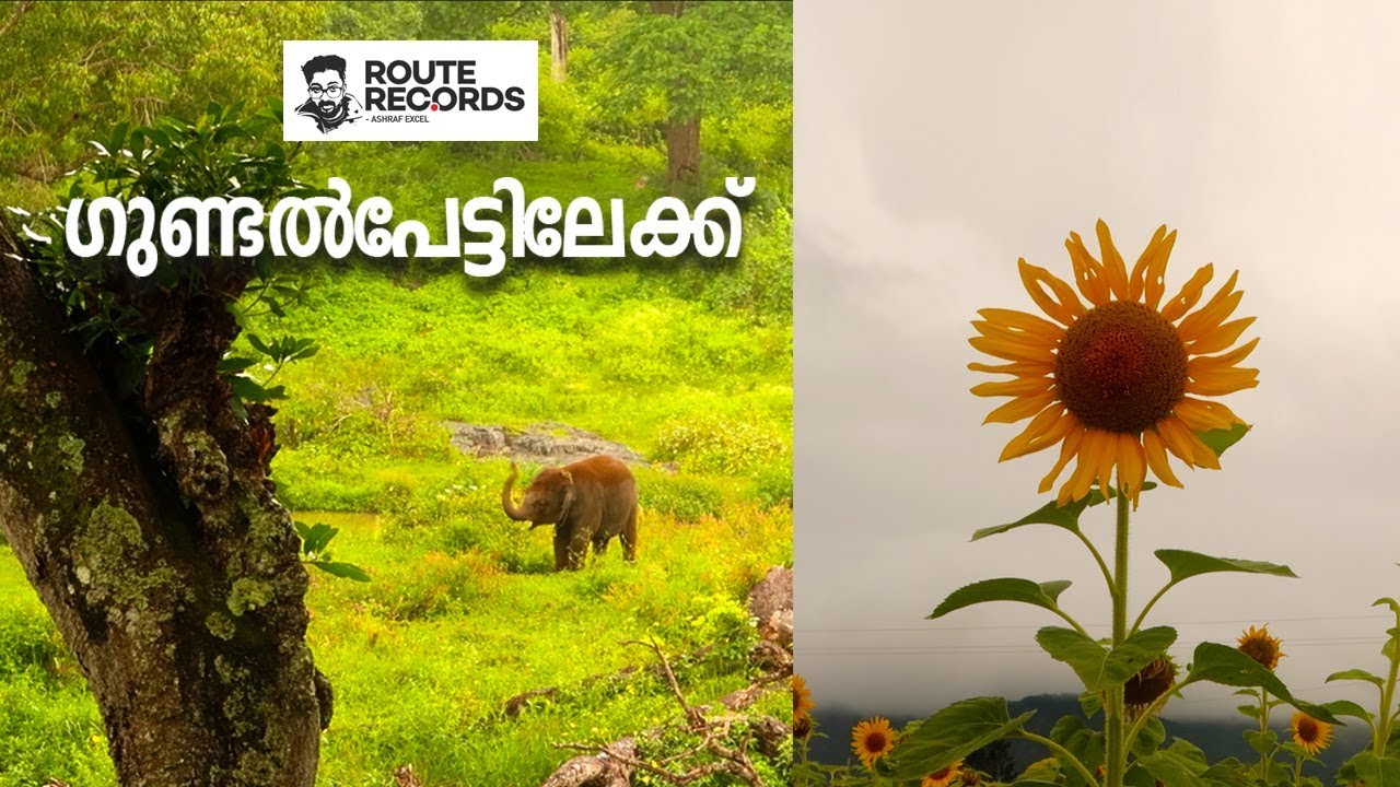 ​ഗുണ്ടൽപേട്ടിലേക്ക് │ Sunflower and Vegetables │Muthumalai and Bandipur │Route Records Ep#85